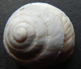 Sphincterochila proveniente da Gerusalemme